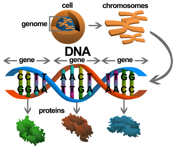 How Do Genes Work? Gene and Cells