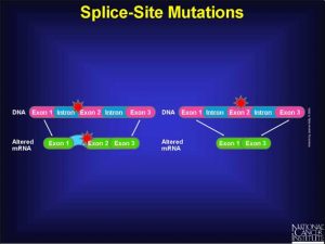 splice-site mutation