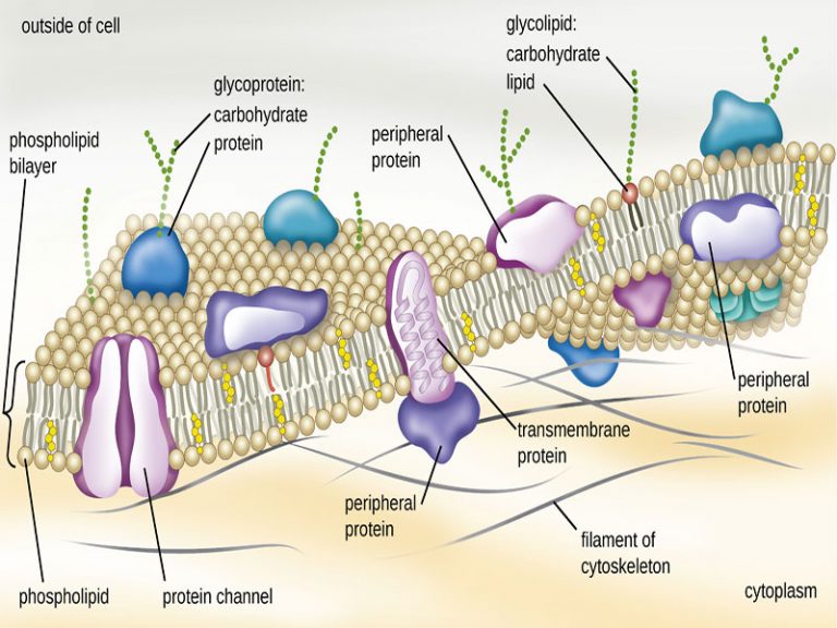 Cell Membrane Structure And Function Gene And Cells